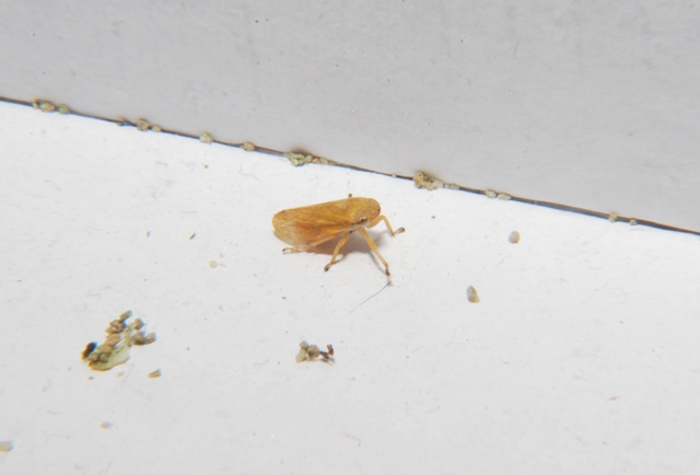Sconosciuta (Cicadellidae)
